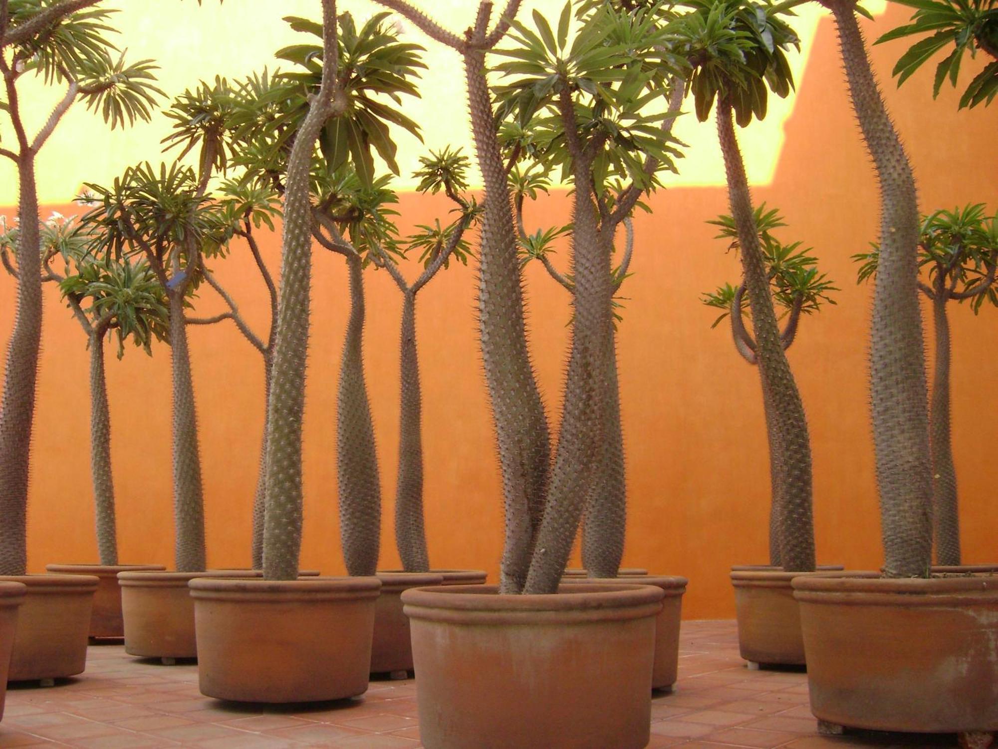 卡萨雷纳精品酒店 普埃布拉 外观 照片 Pachypodium baroni